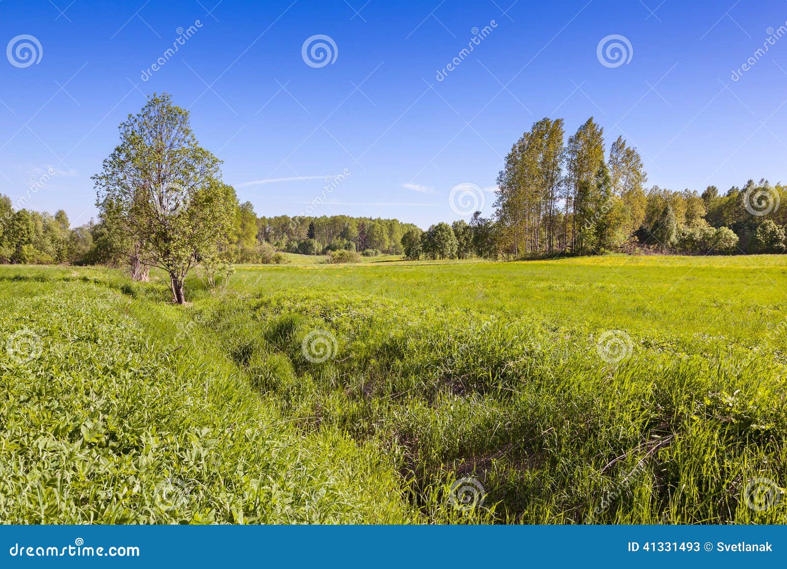 Summer Meadow With Green Grass And Trees Stock Image Image Of Nature