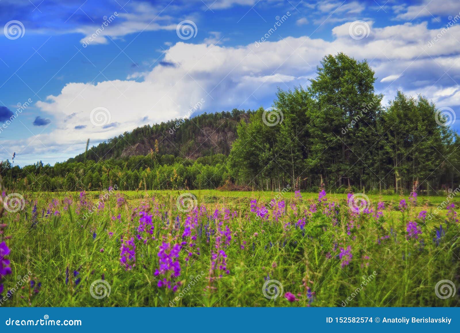 Summer Meadow Landscape With Green Grass And Wild Flowers On The