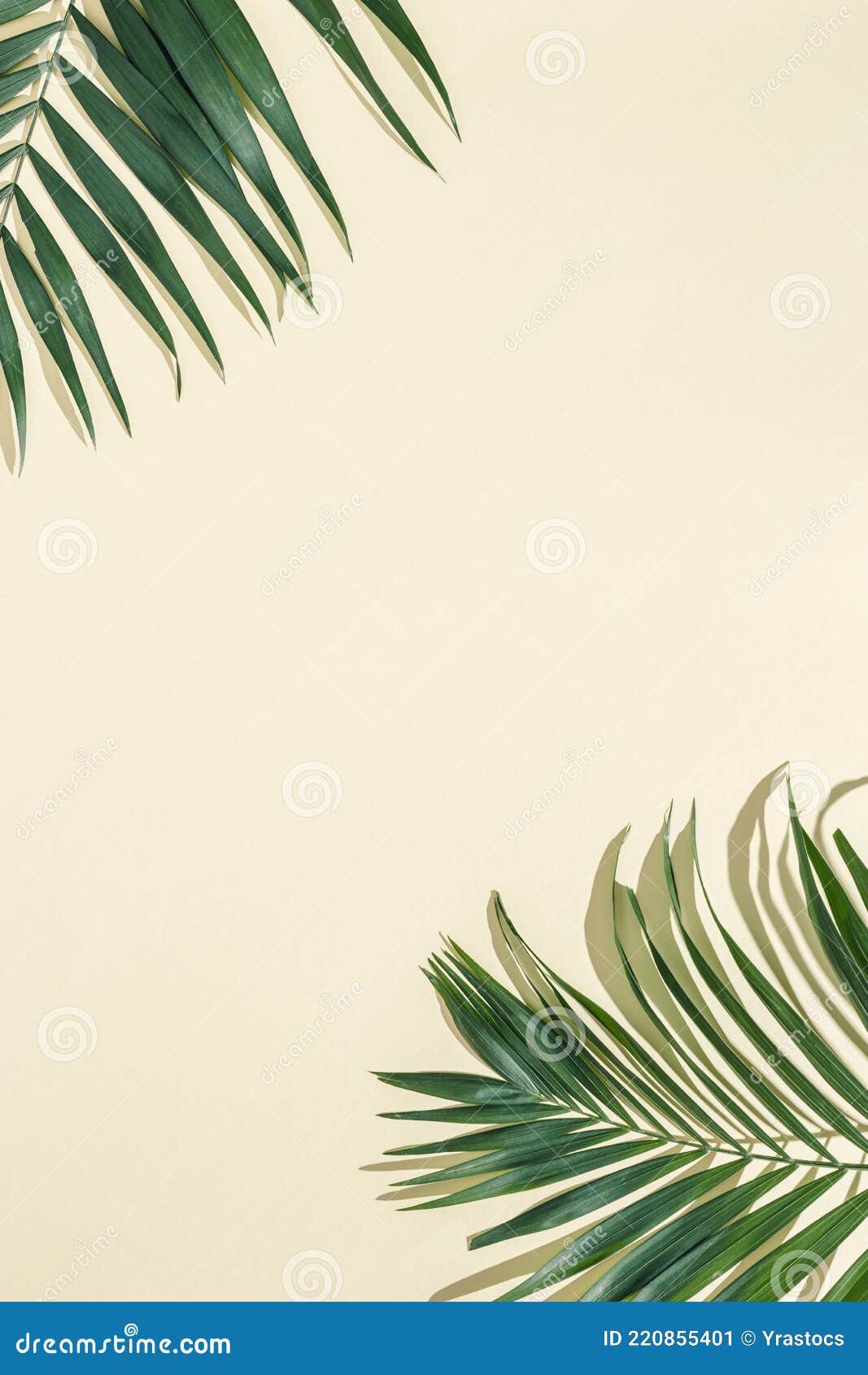 Summer Minimal Background with Natural Green Palm Leaves with Sun ...