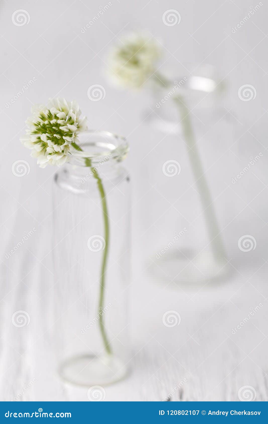 summer mood with white clover on wooden table