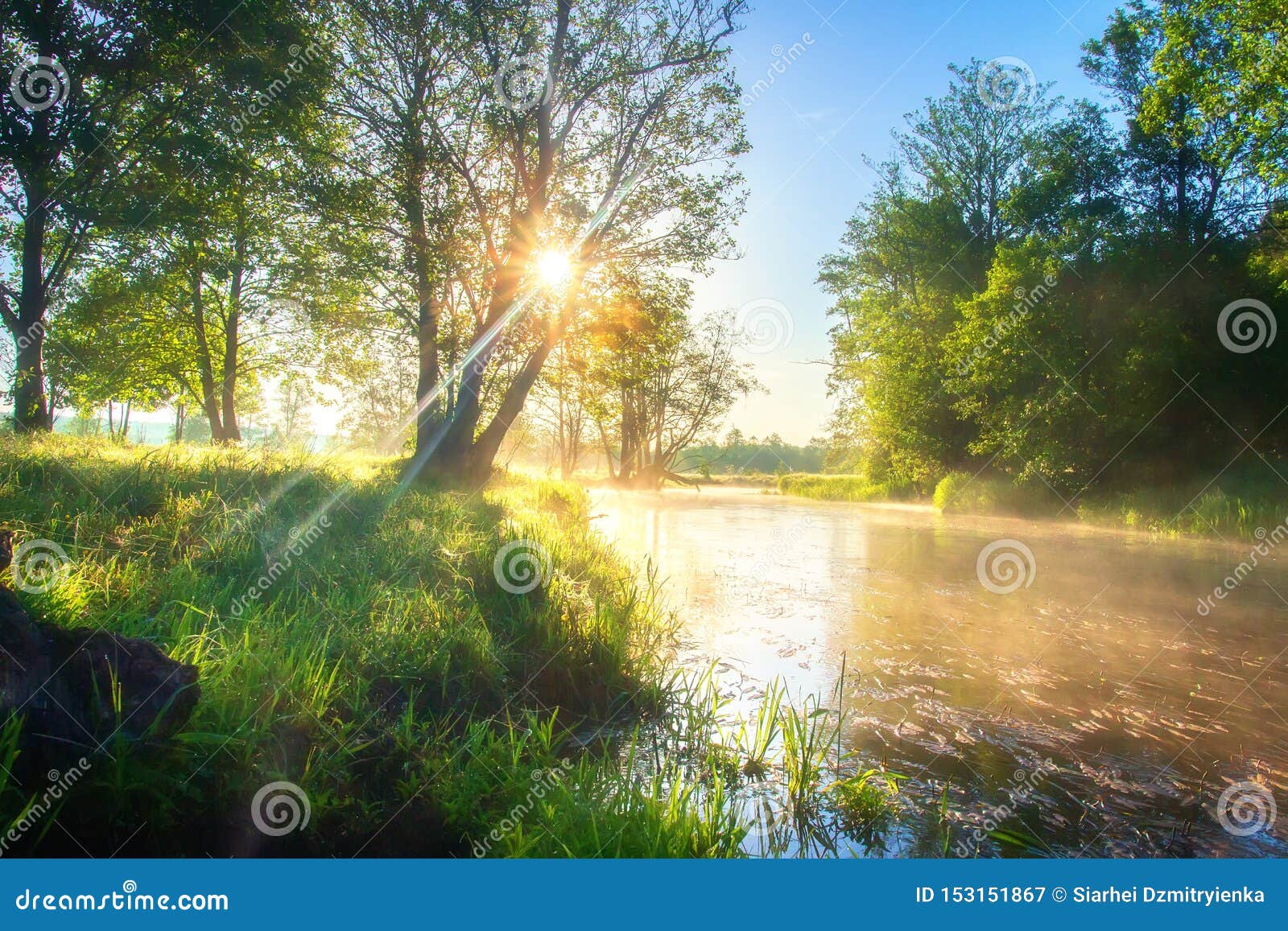 Summer Morning River Nature Bright Sun On Riverside Green Trees In