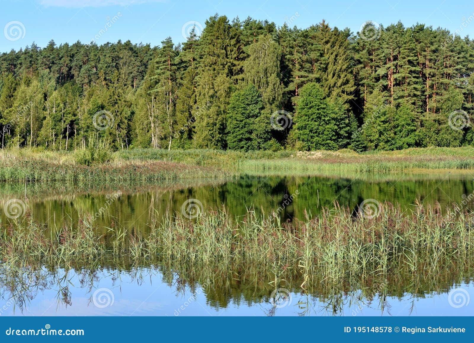 beautiful summer morning near pond in lithuania