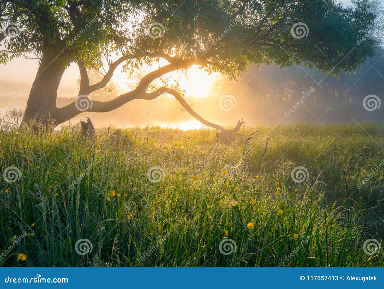 summer nature. misty morning. beautiful tranquil morning landscape.