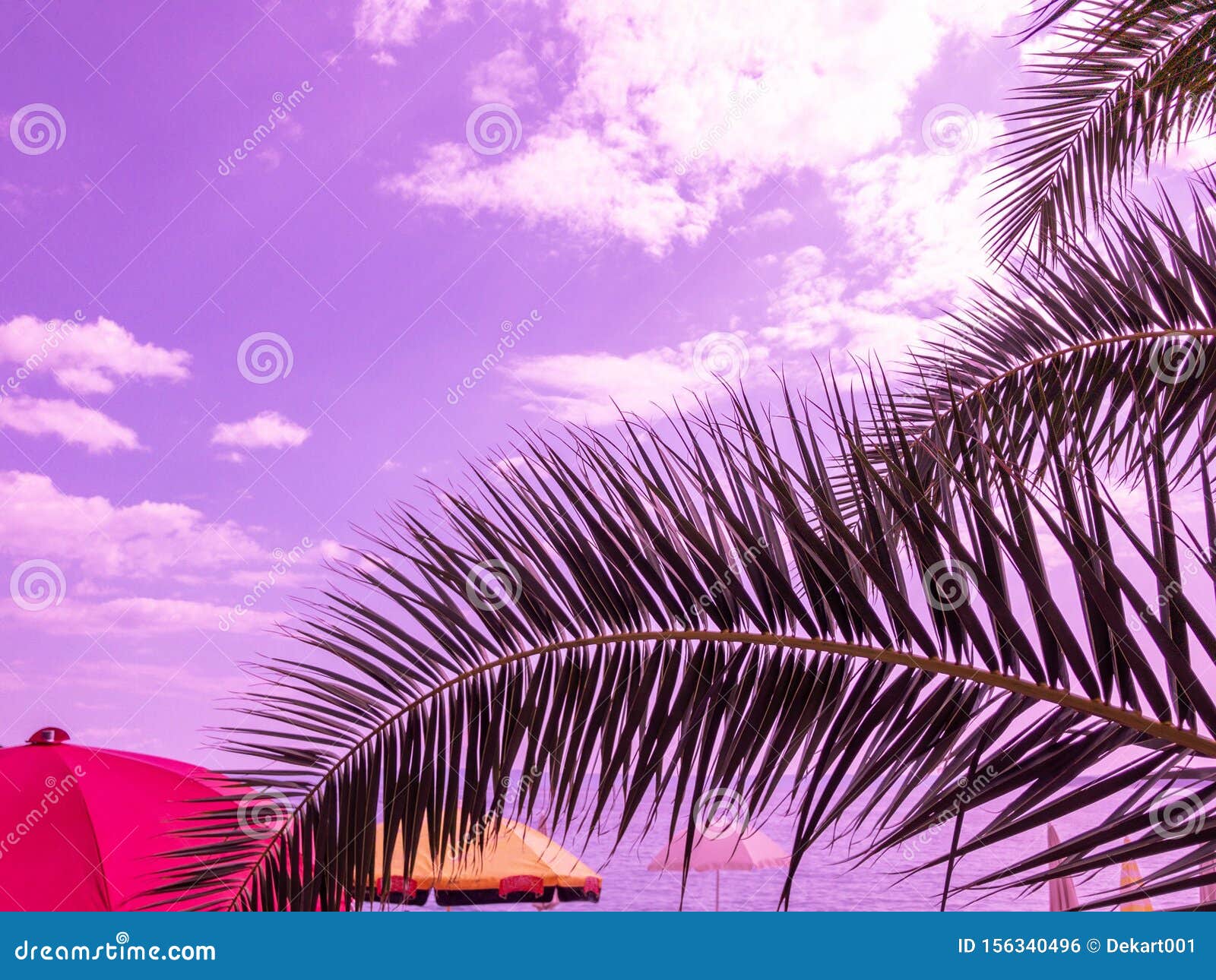 palm trees image with copy space palm trees image with copy space