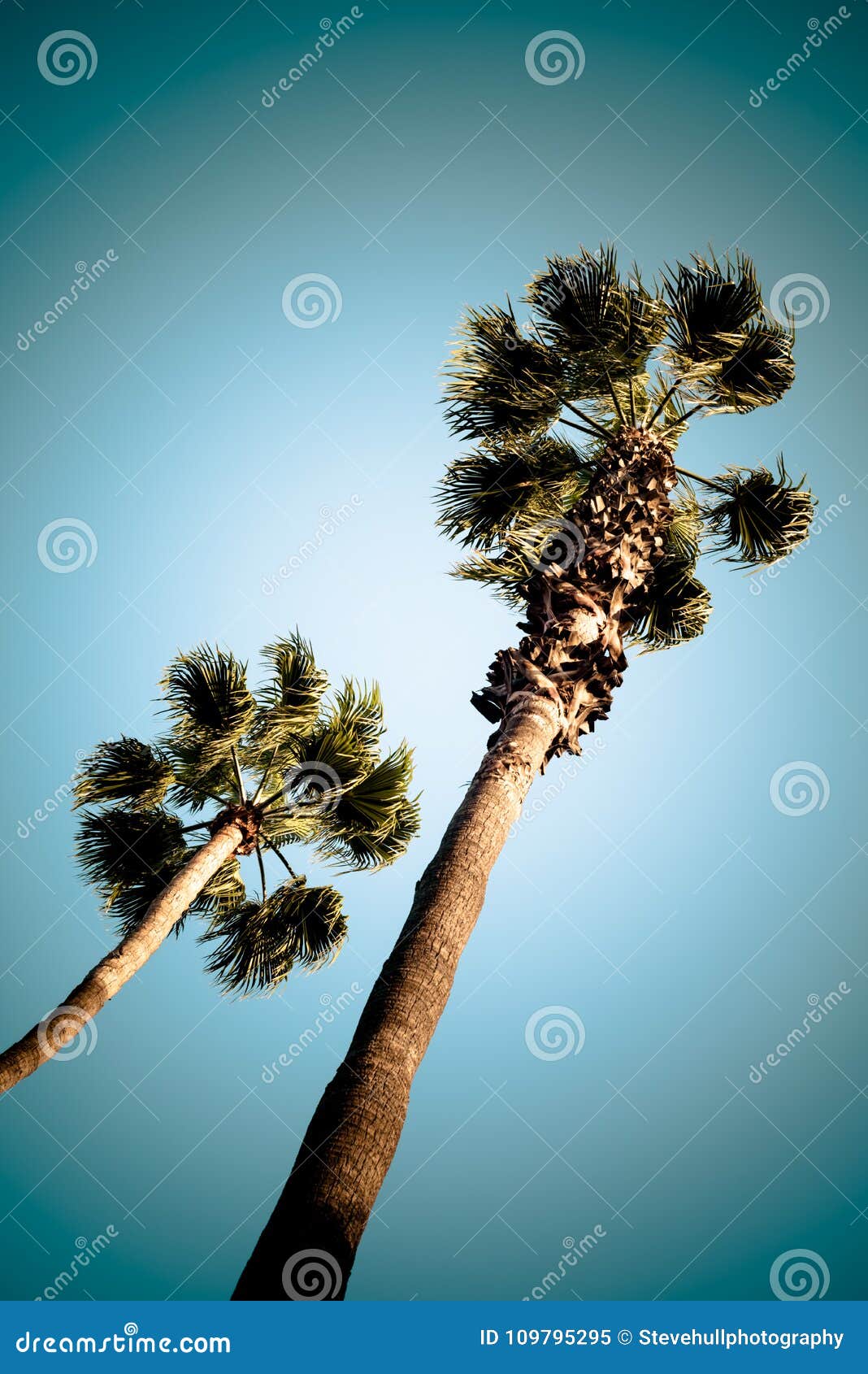summer palms in southern california