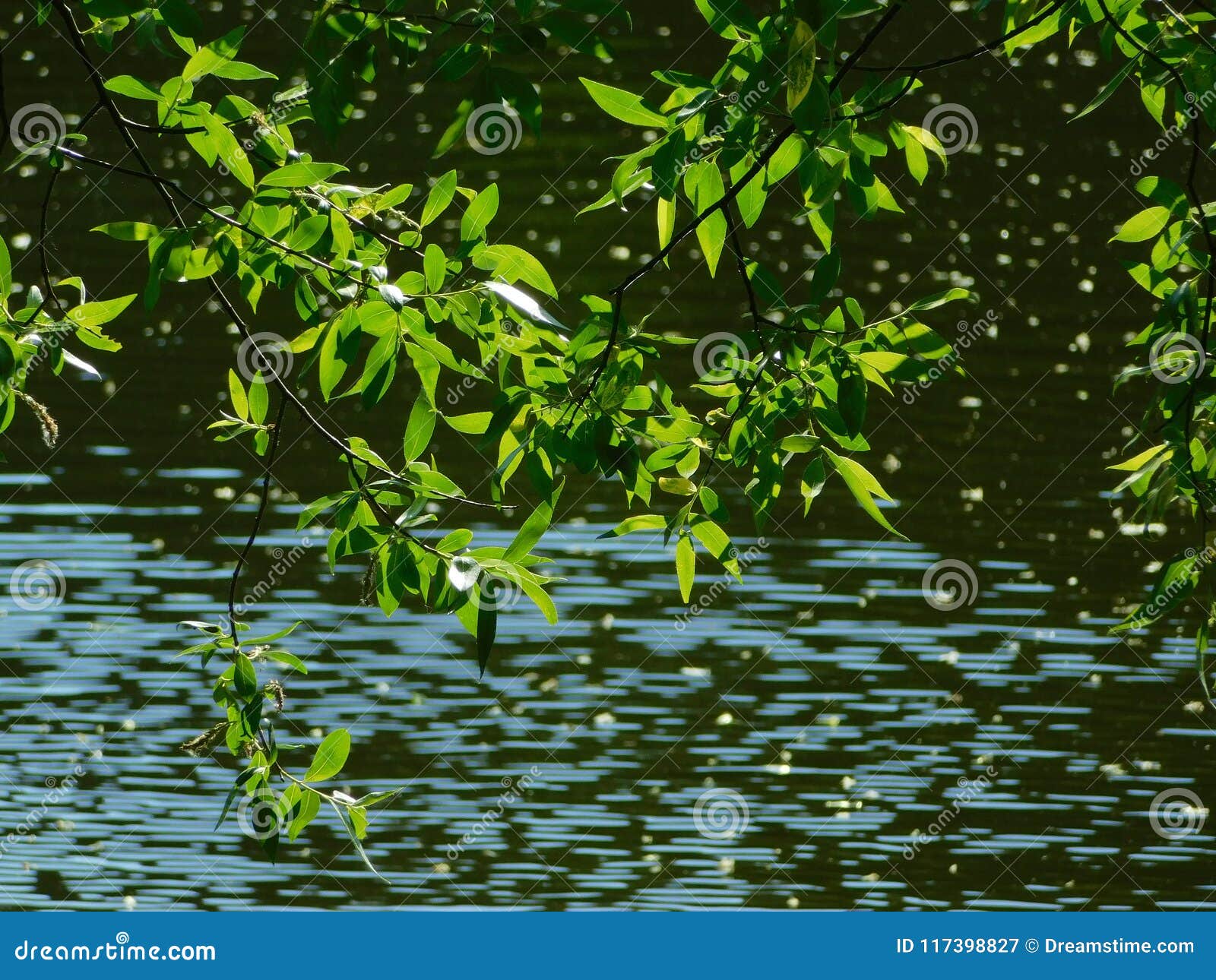 Leafs Shining in the Sun Over the Pond Stock Image - Image of spring ...