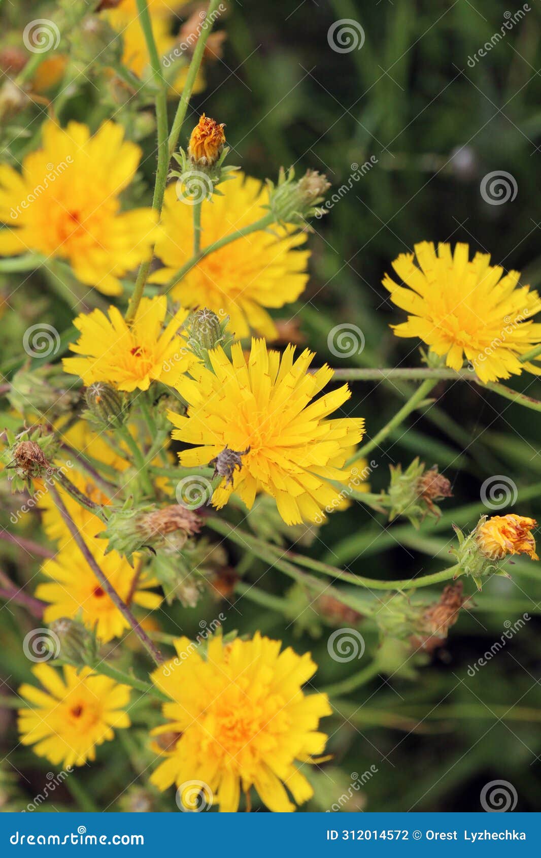 picris hieracioides grows in the field like a weed