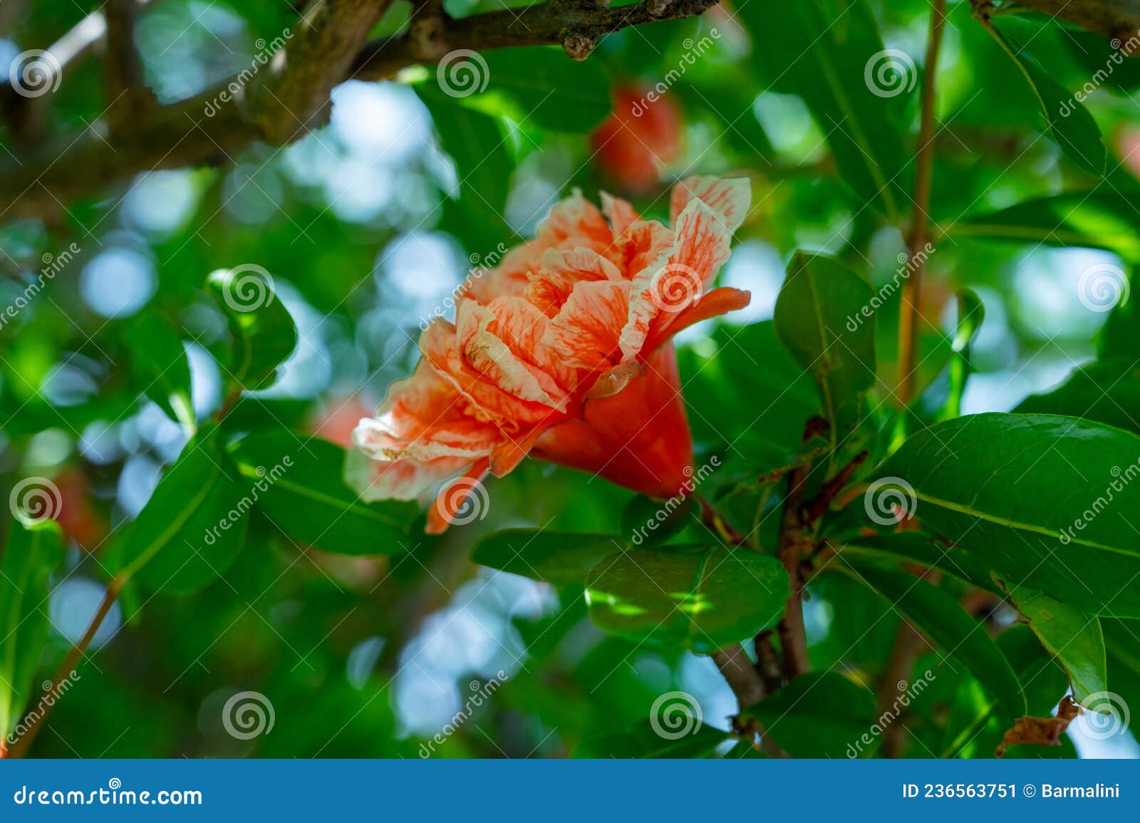 Summer Pink Blossom of Pomegranate Fruit Tree in Orchard Stock Image