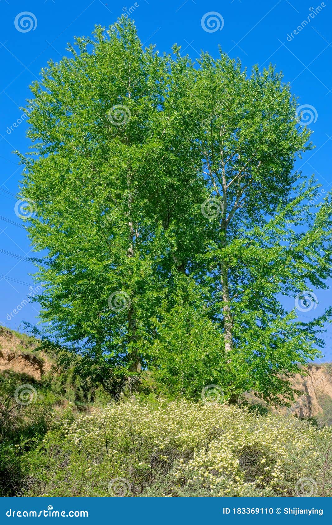 Summer poplar grove stock photo. Image of plant, summer 183369110