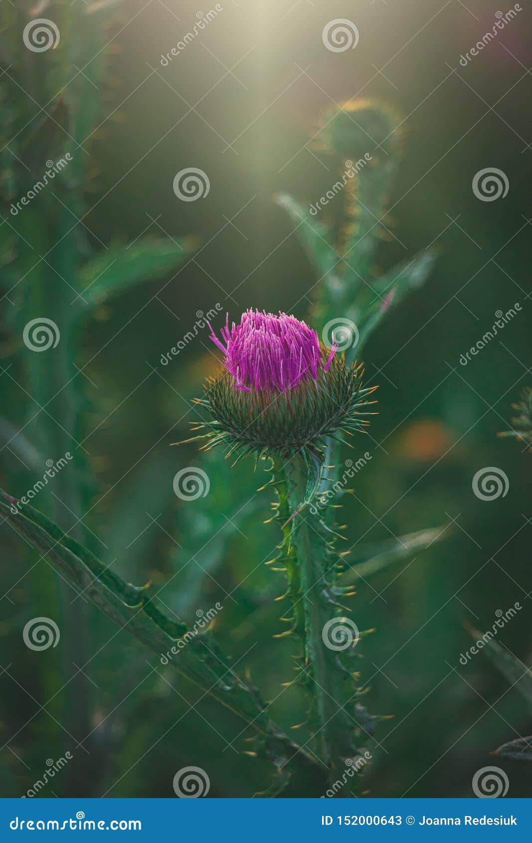 Summer Purple Thistle Flower among Greenery in a Wild Meadow Stock
