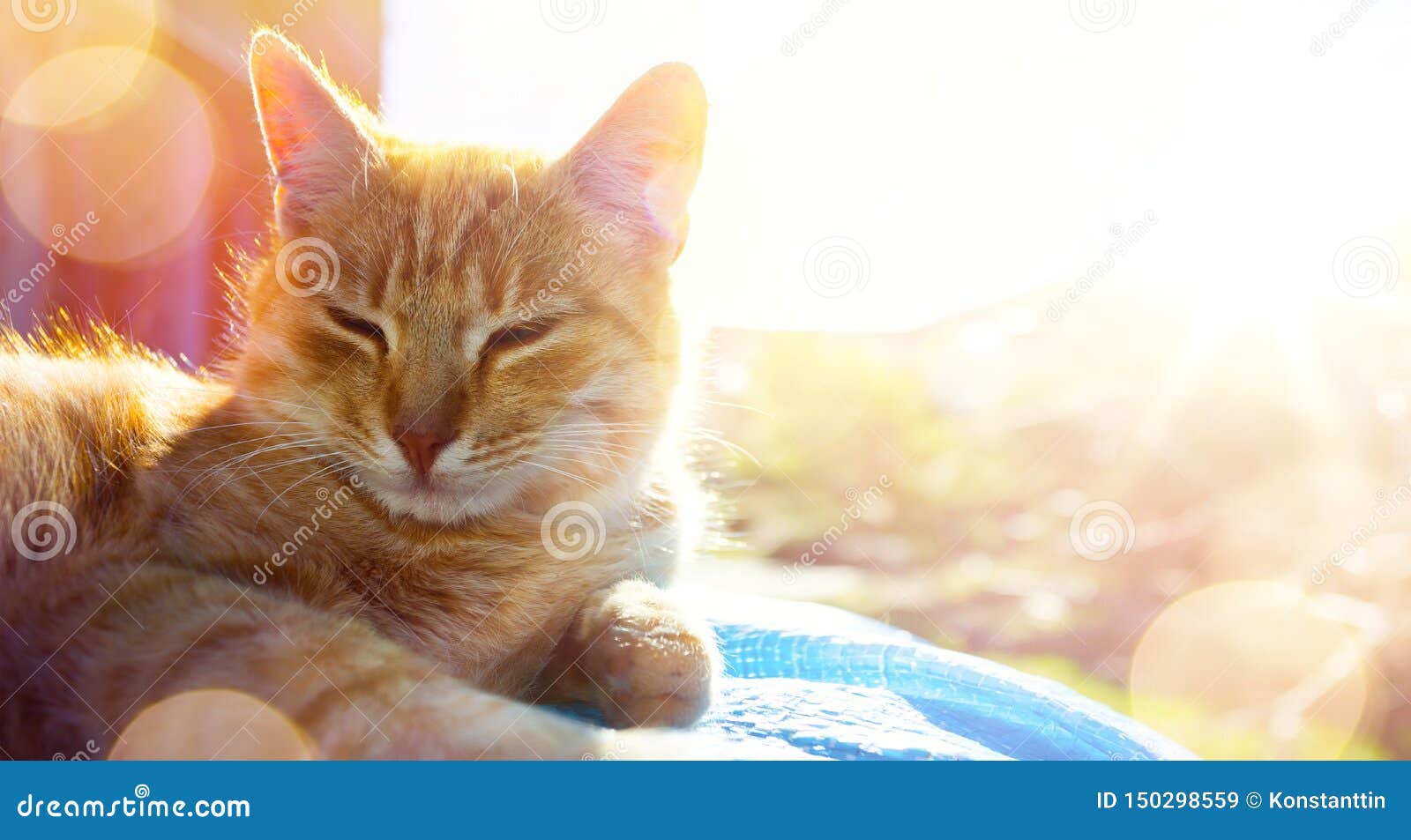 summer relax;  happy cat gets pleasure basking in the summer sun