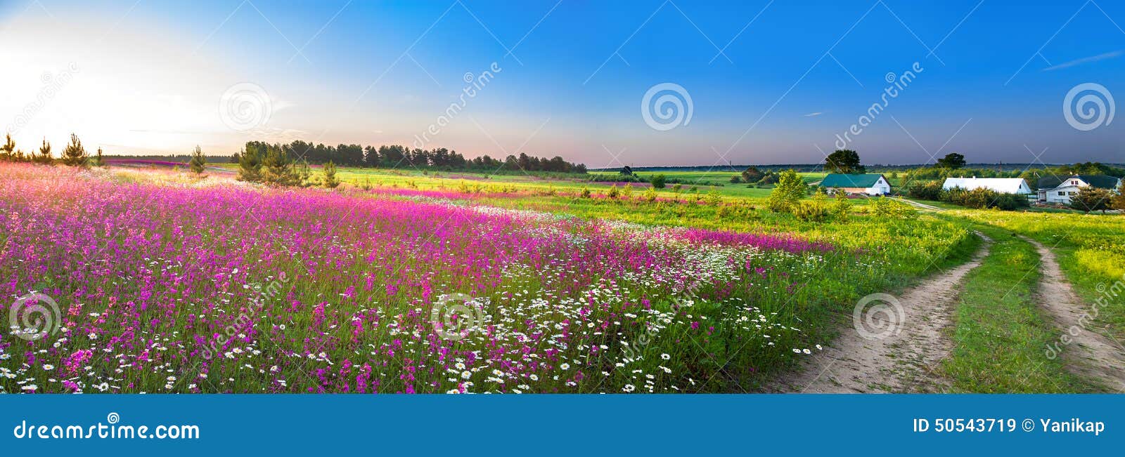 summer rural landscape panorama with a blossoming meadow