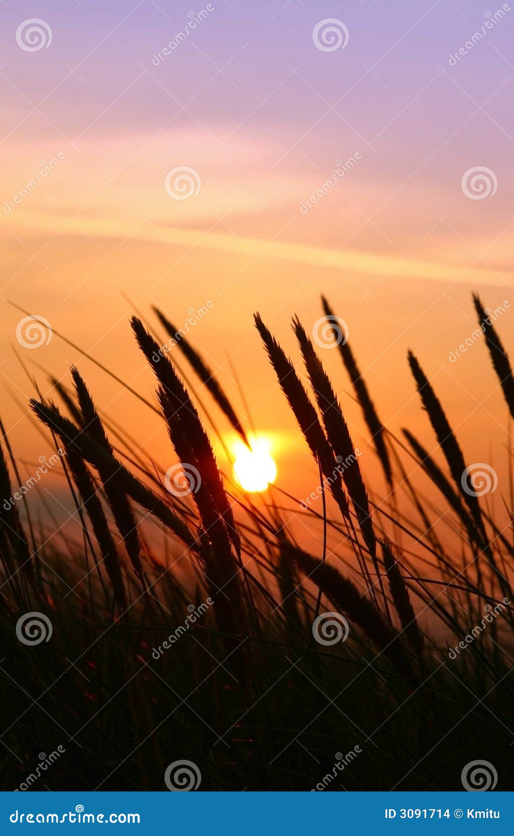 Summer rushes stock photo. Image of nature, evening, morning 3091714