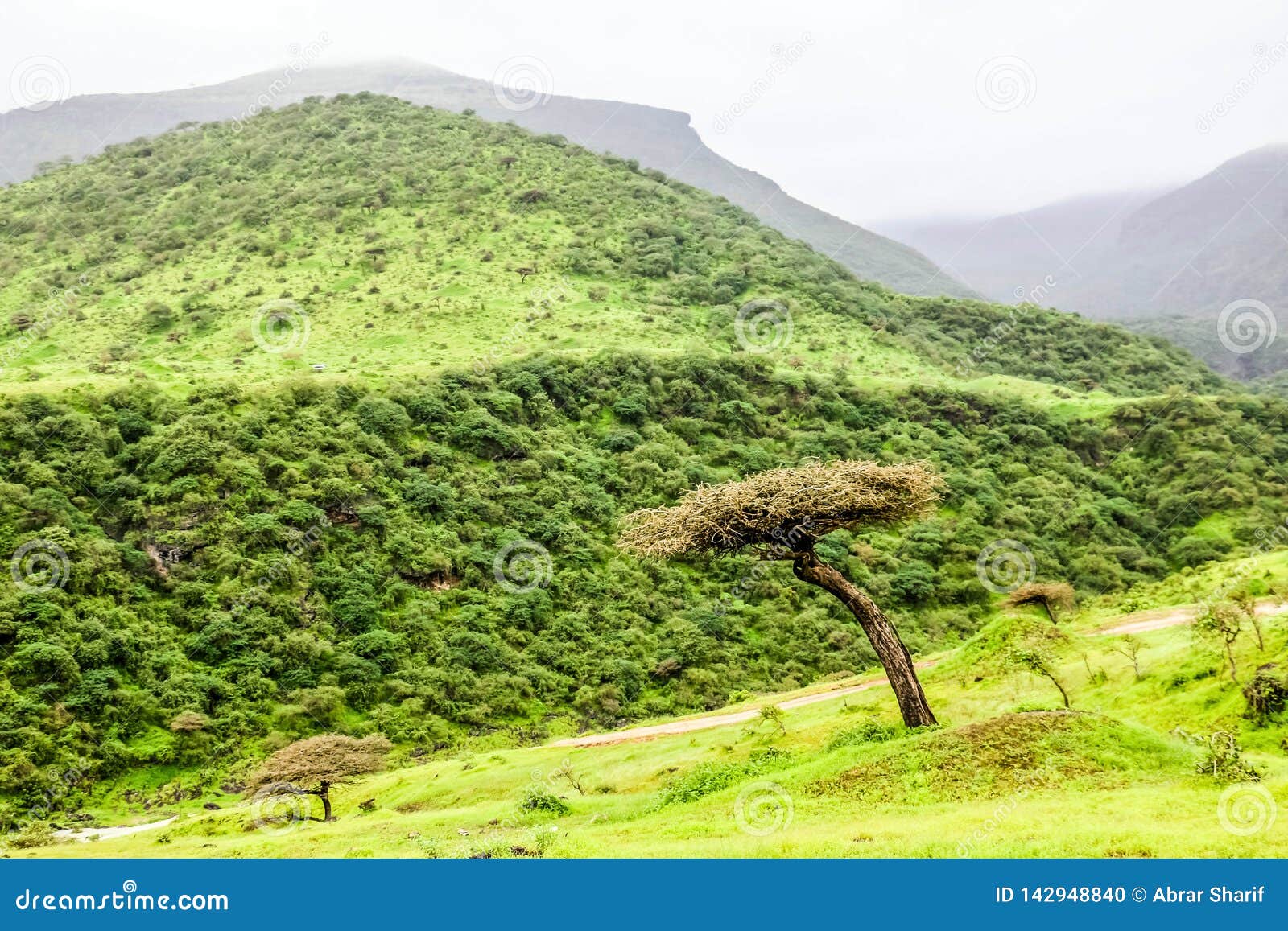 lush green landscape, trees and foggy mountains in ayn khor tourist resort, salalah, oman