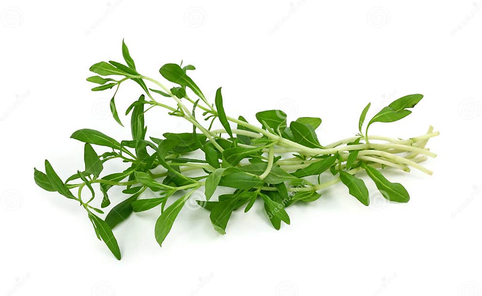 Summer savory stock photo. Image of herbal, summer, flavor 13926236