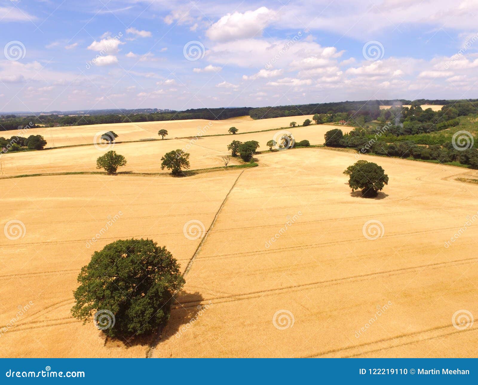 barley crop field in southern england.