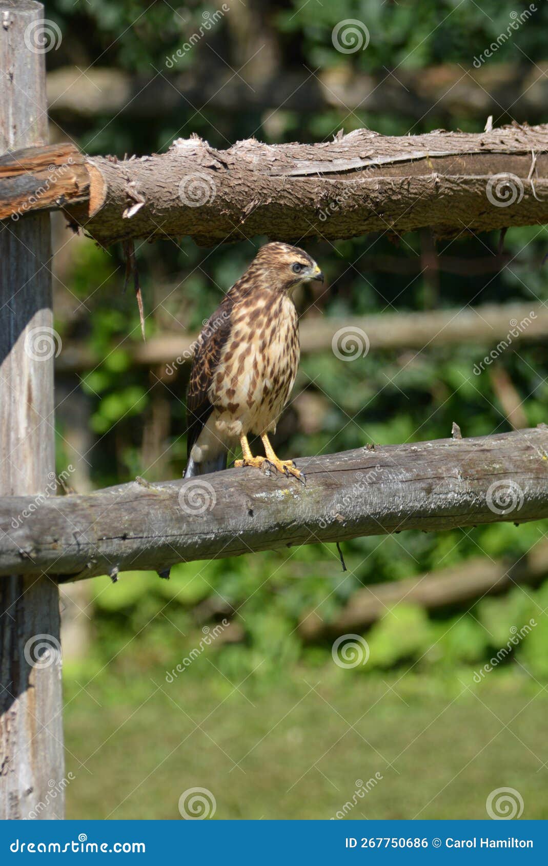 summer scene of a juvenile fledged broad-winged hawk