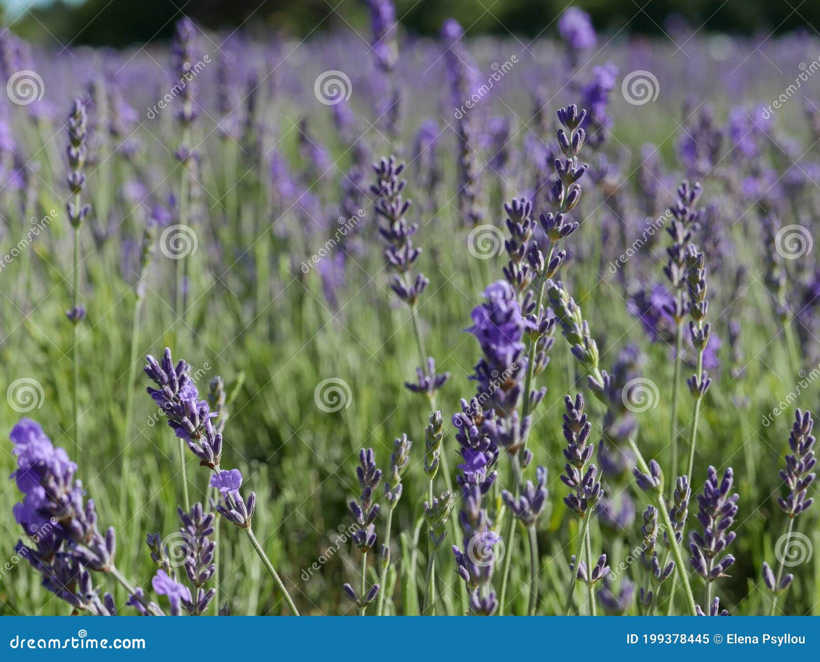 The Summer Smell of Lavender Stock Image Image of purple, lavender