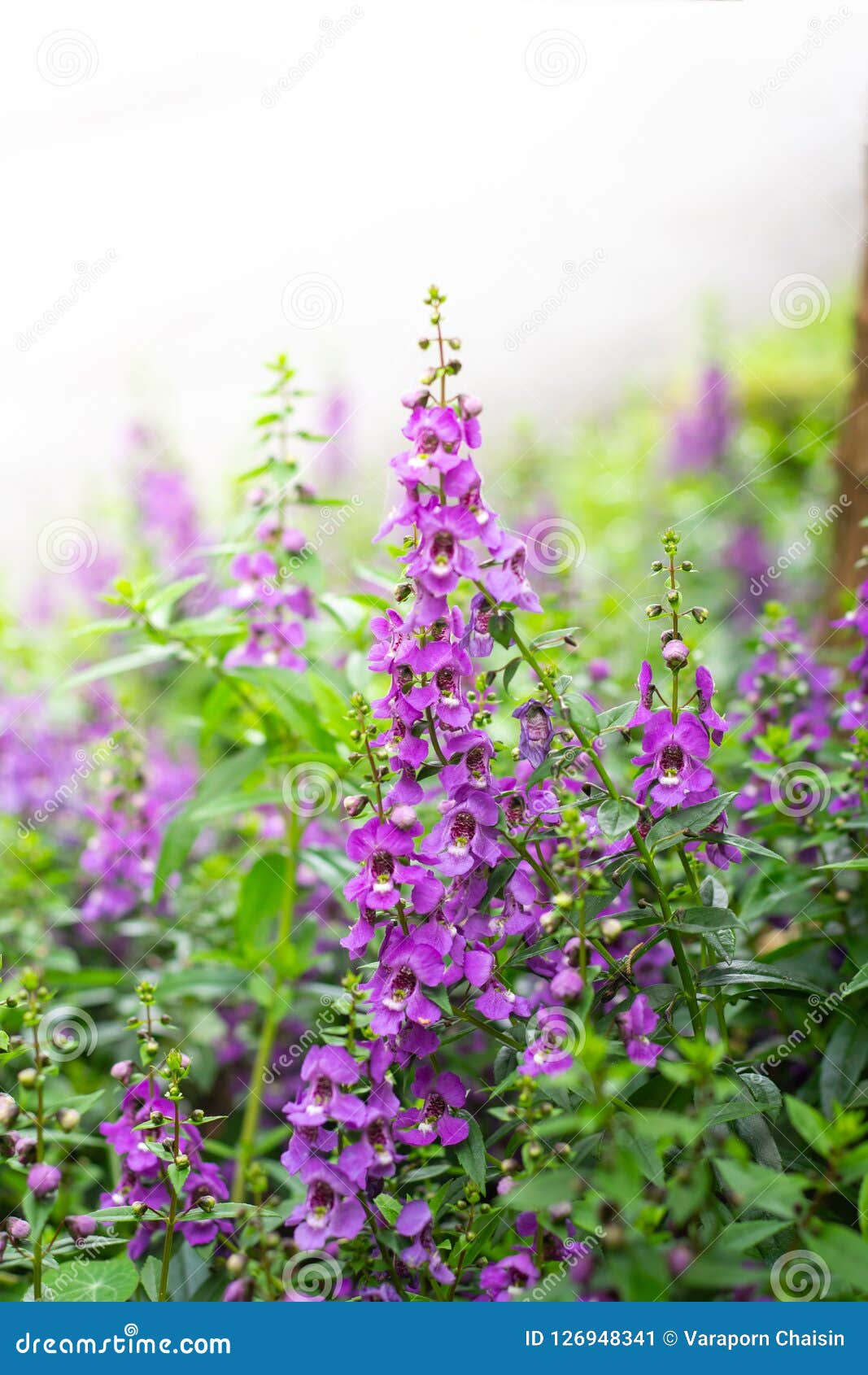 Summer Snapdragon Angelonia Flowers In The Field Stock Image Image Of Flora Beauty 126948341