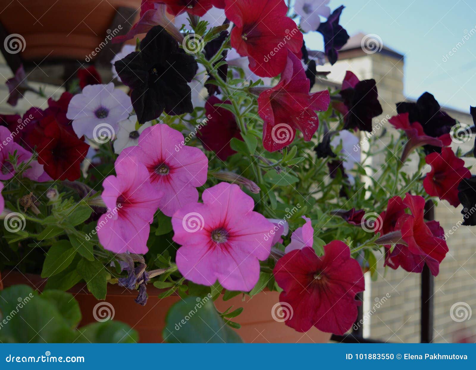 Summer Spring Primula Rhododendron Rose Natural Petal Violet Leaf Flora ...