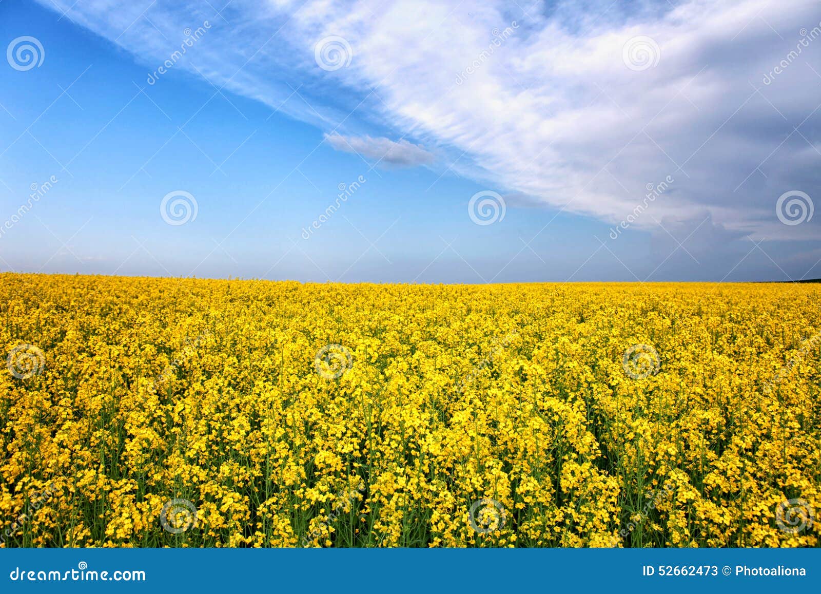Summer Spring Yellow Flower Field Stock Image Image of botany