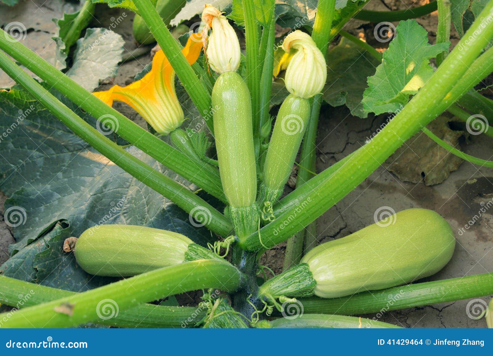 Summer squash stock photo. Image of squash, fruits, leaves 41429464
