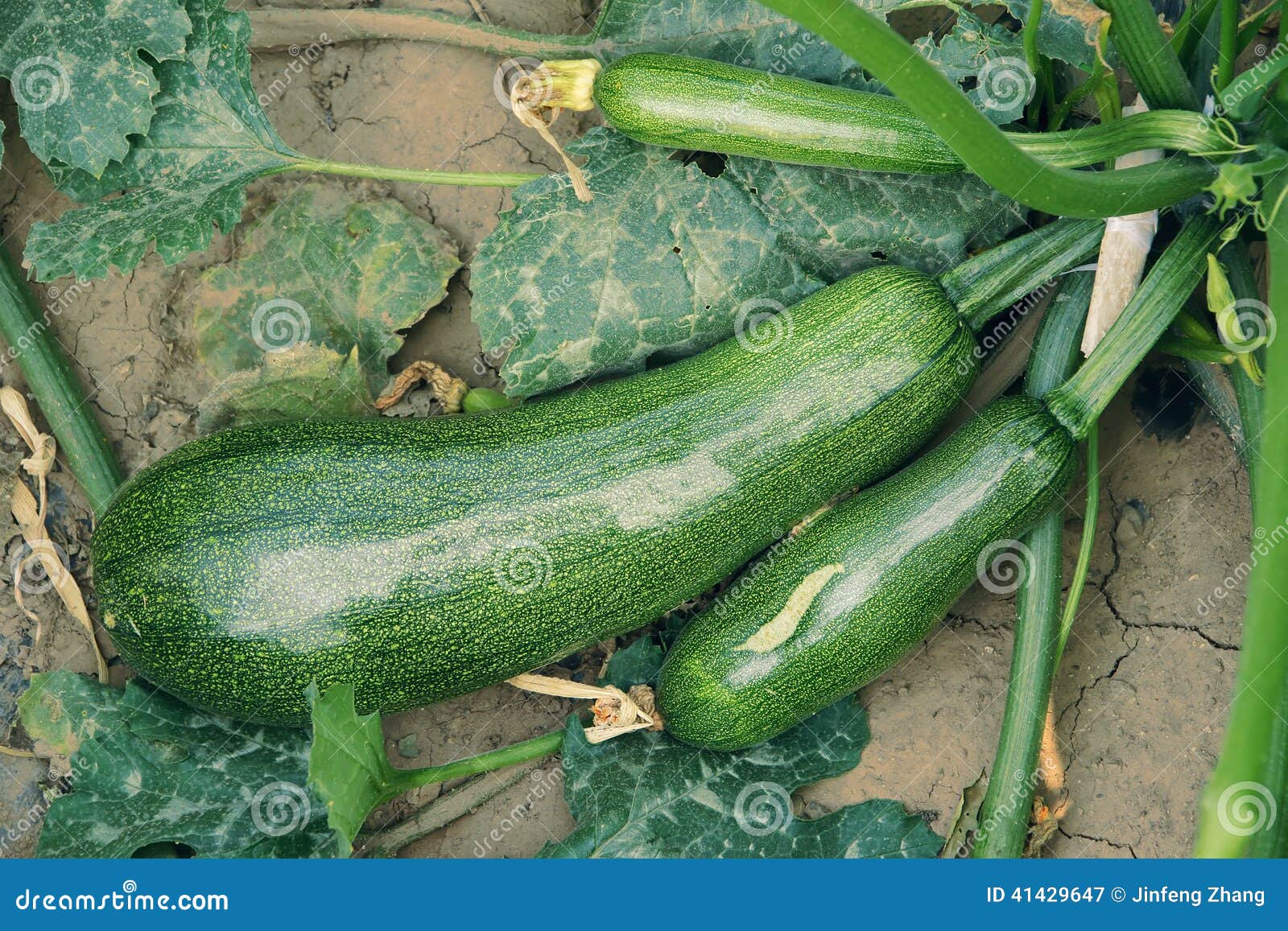 Summer Squash Zucchini Is Yellow Colored Gourd Also Known As Courgette