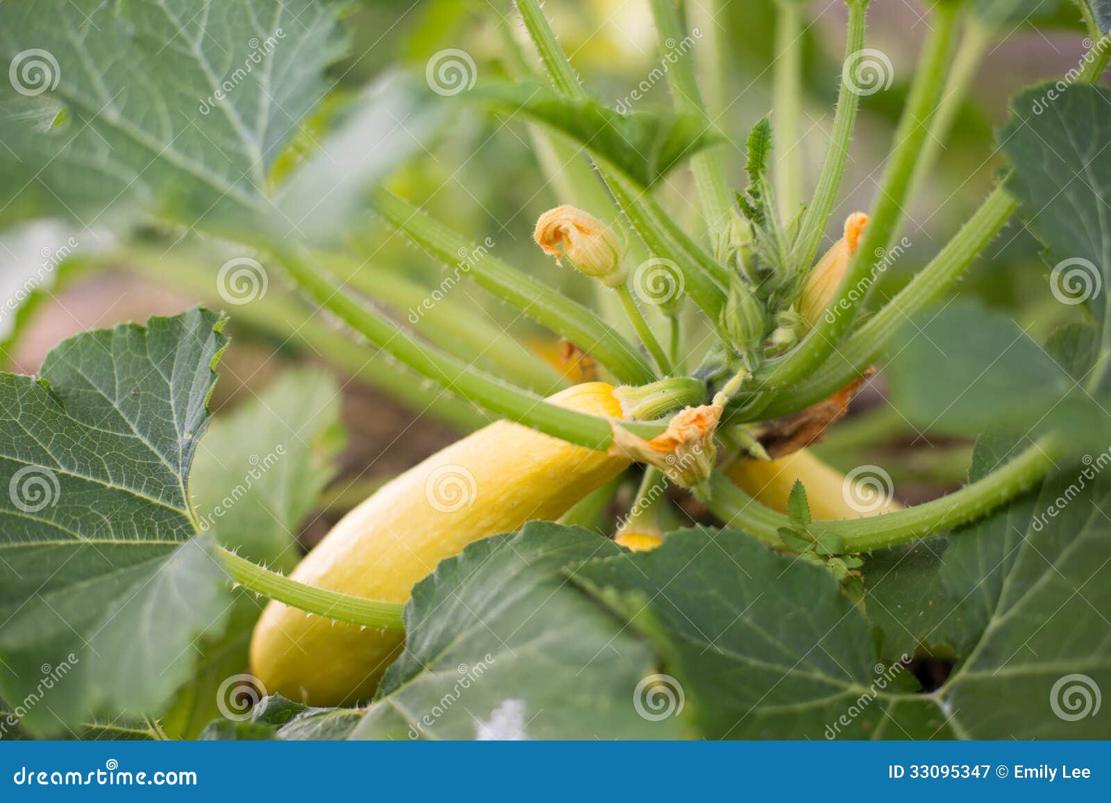 Summer Squash Growing stock image. Image of leaf, garden 33095347