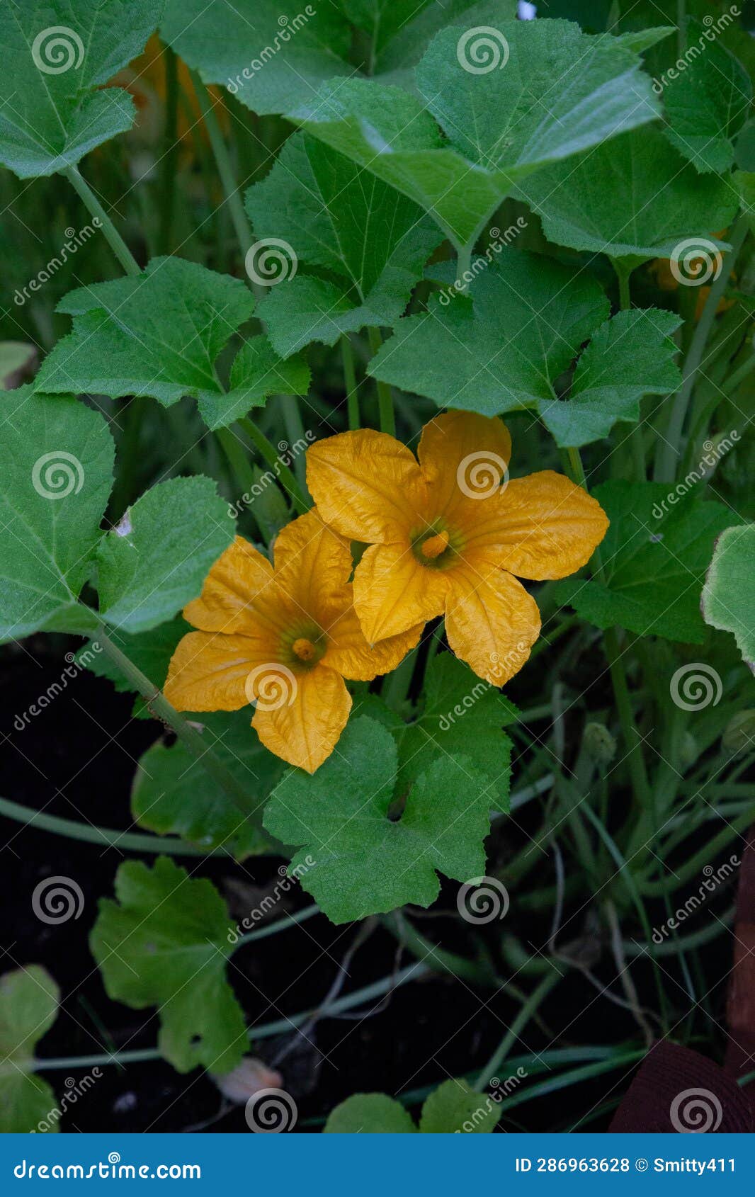 Summer Squash Yellow Flower in a Vegetable Garden Stock Photo Image