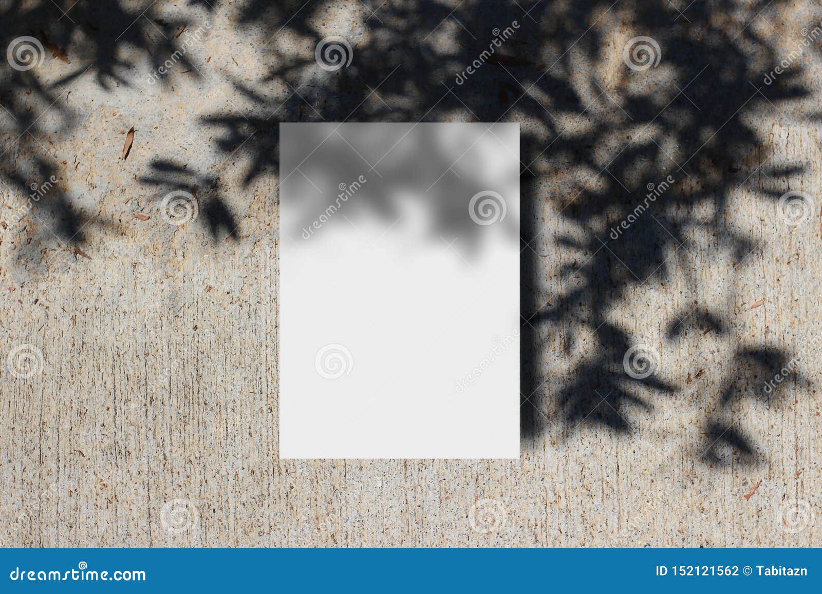 summer stationery mock-up scene. blank greeting card with tree leaf and branches shadow overlay. grunge concrete