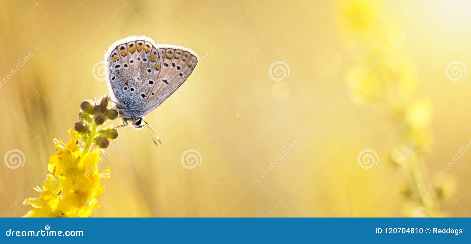 summer, summertime background - butterfly sitting on a yellow fl