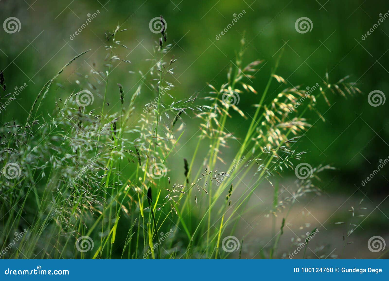 Bent plants in summer sun stock photo. Image of drive 100124760