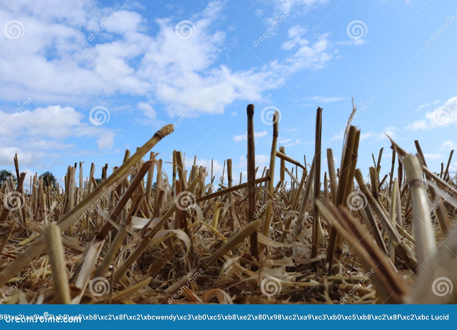 Summer Sun Glowing Down on Field of Cut Straw Stock Photo - Image of ...