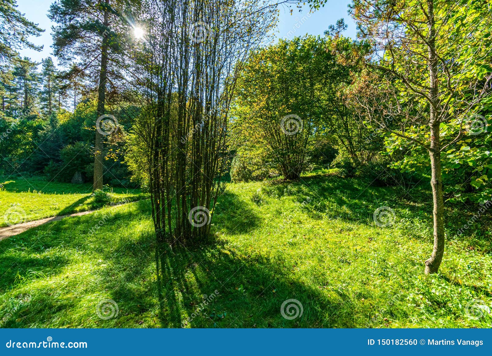 Summer Sun Lit Green Forest Park for Relaxsation Stock Photo Image of
