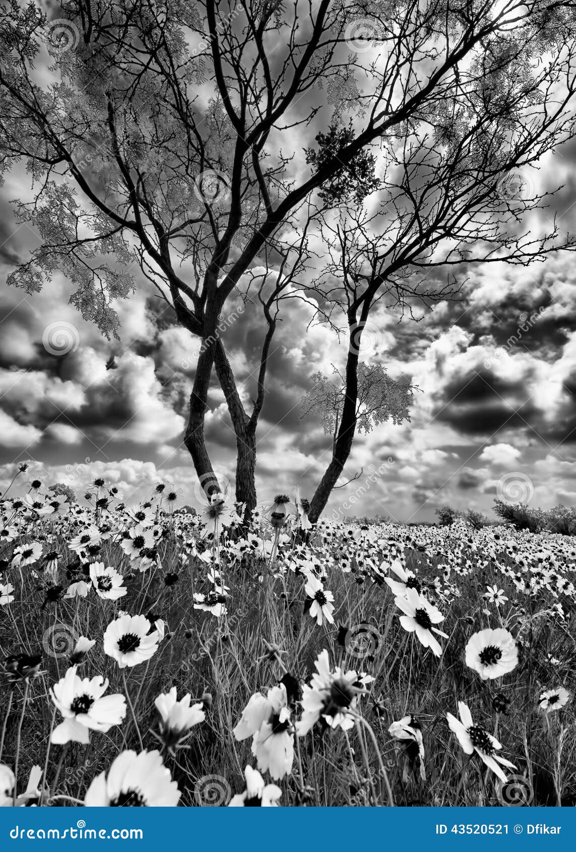 Summer Sunflowers in Texas stock image. Image of outdoors 43520521