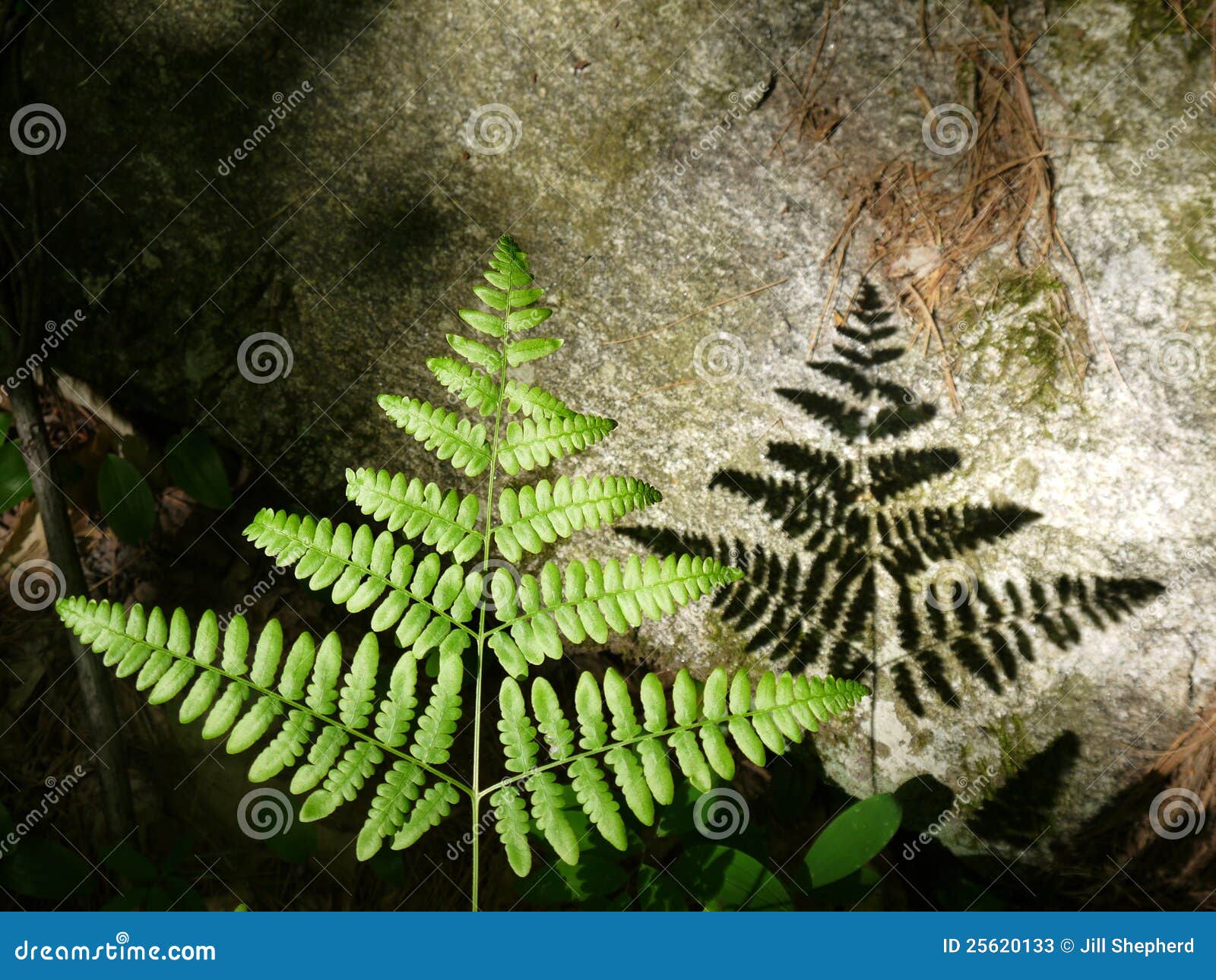 summer: sunlit fern leaf and rock