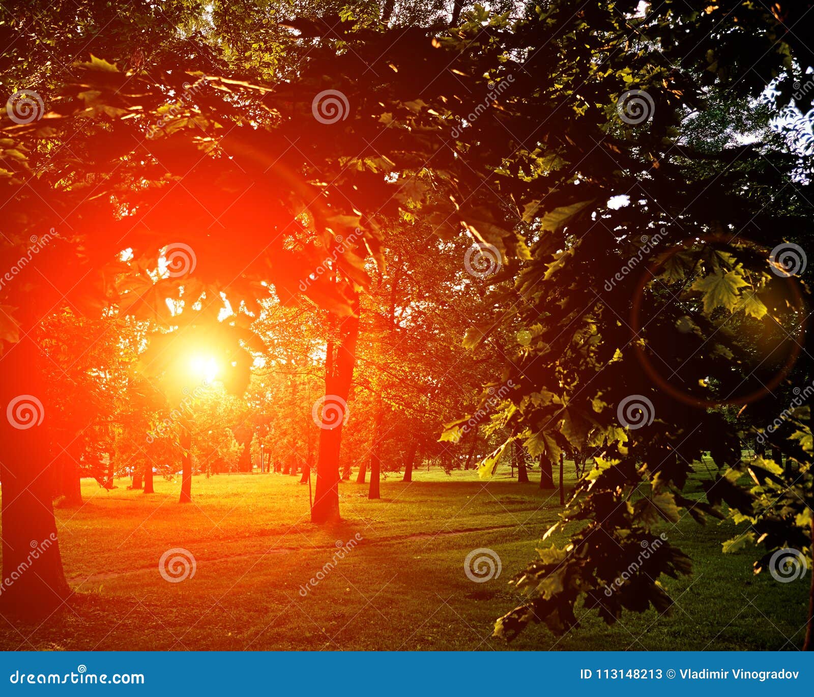 Summer Sunny Forest Trees and Green Grass. Nature Wood Sunlight ...