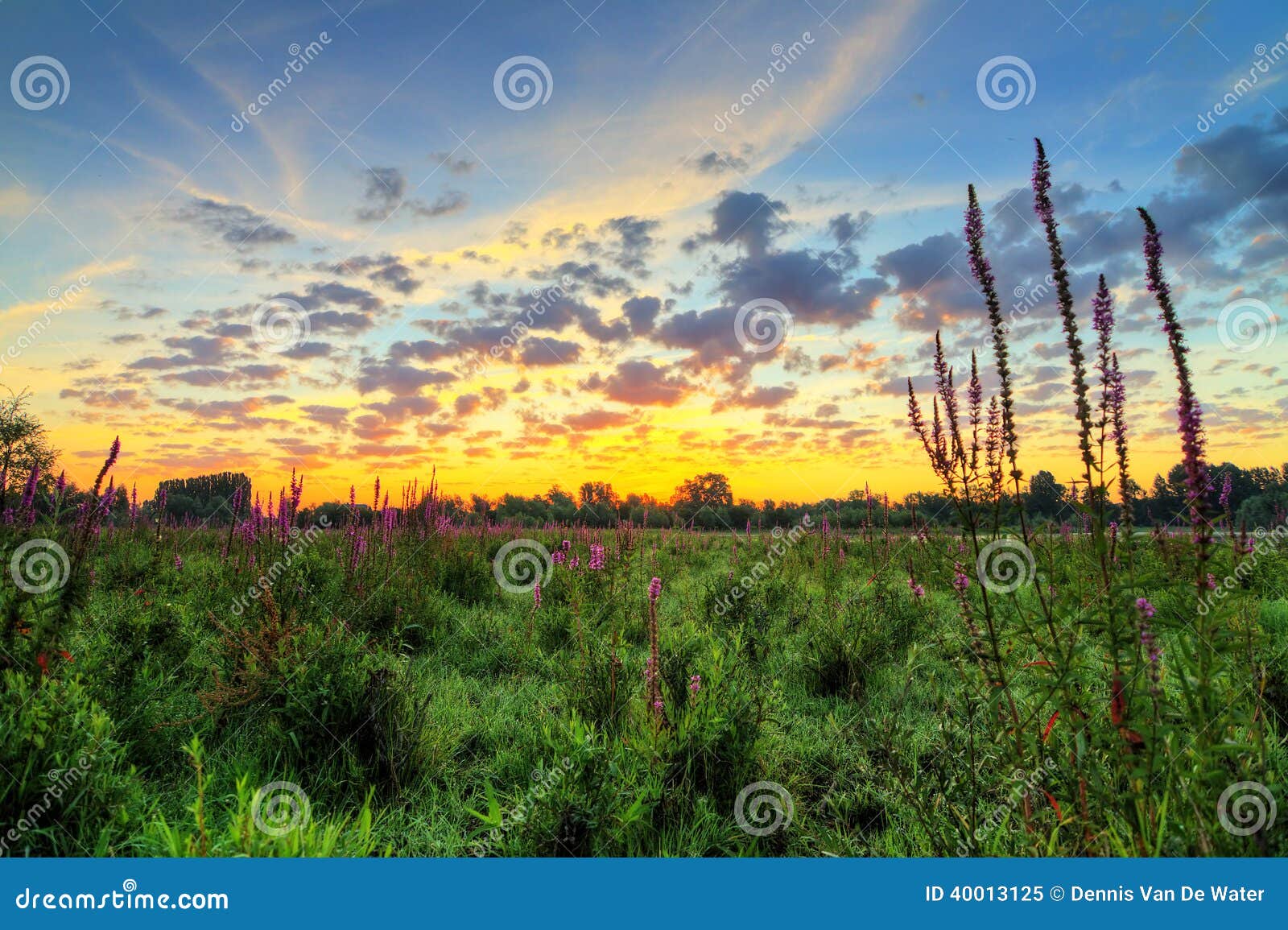 Summer Sunrise Stock Image. Image Of Grass, Flower, Kamer - 40013125