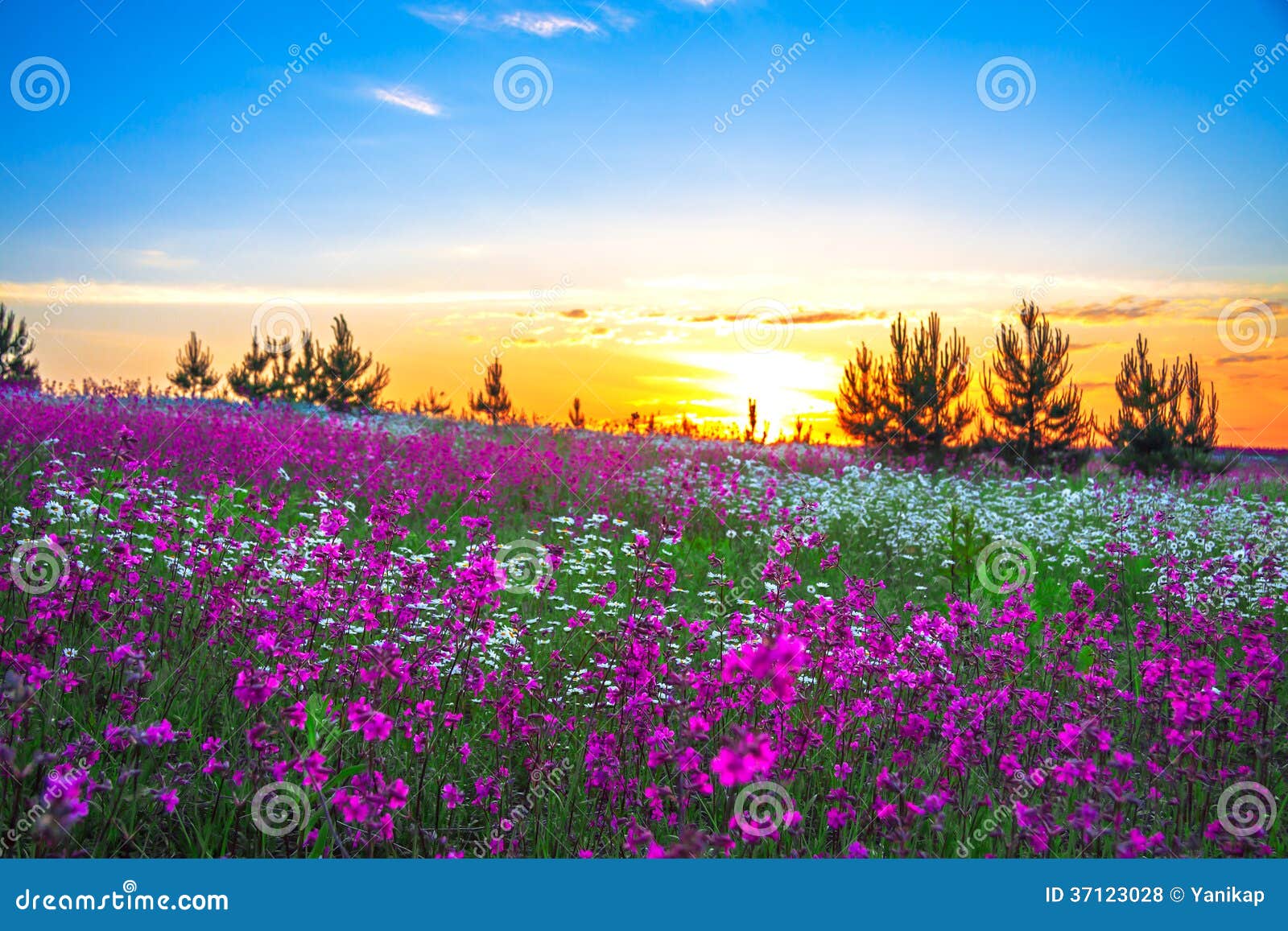 Summer Sunrise Over A Blossoming Meadow Stock Photo Image Of Flower