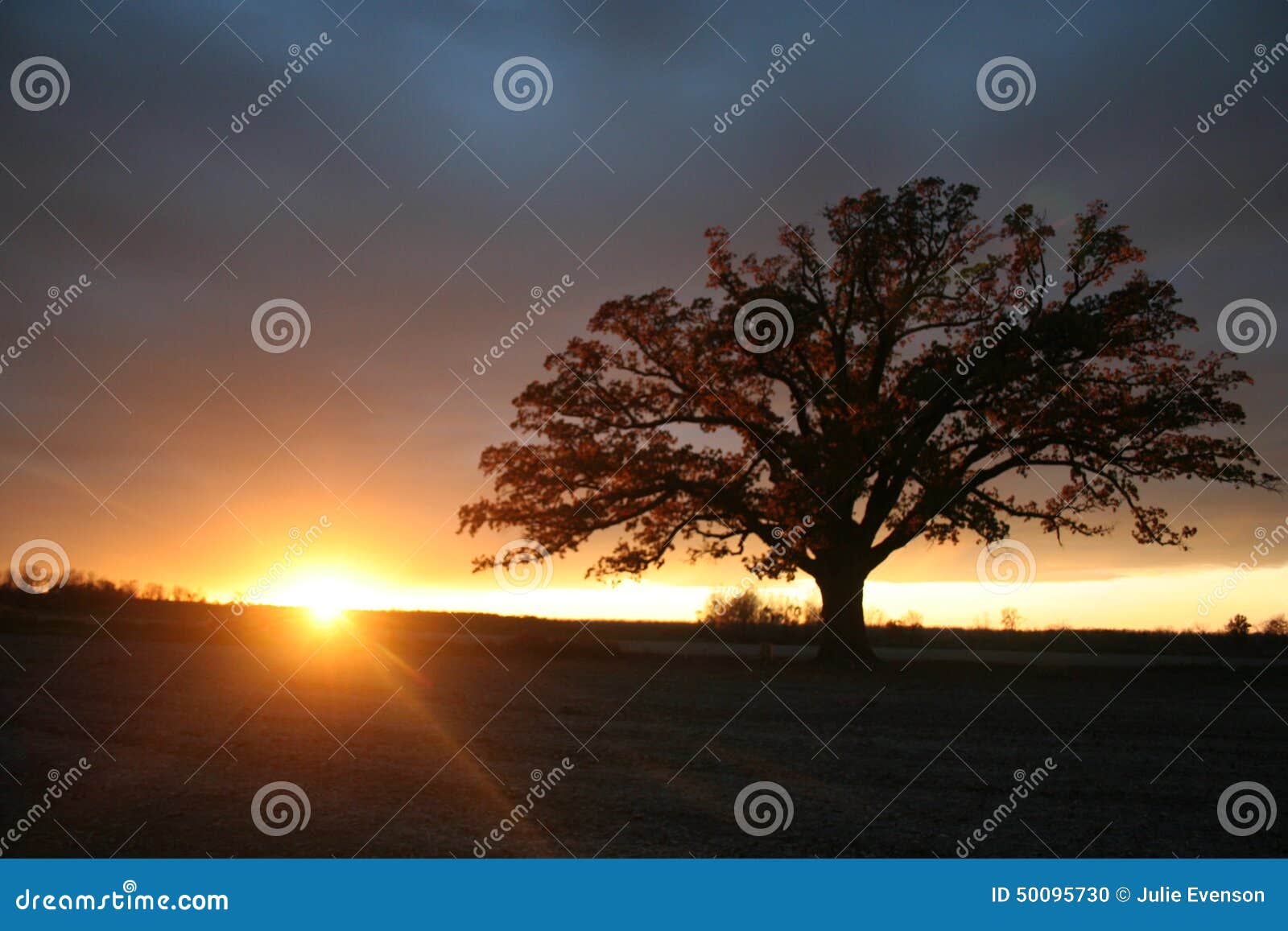summer sunset behind the mighty bur oak