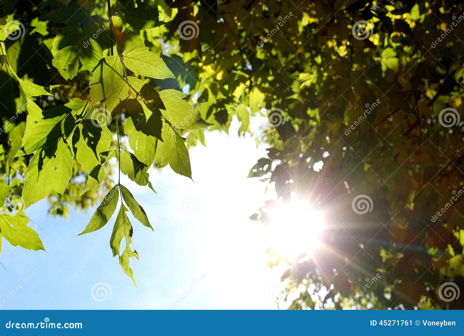 sunshine glimmering through green leaves