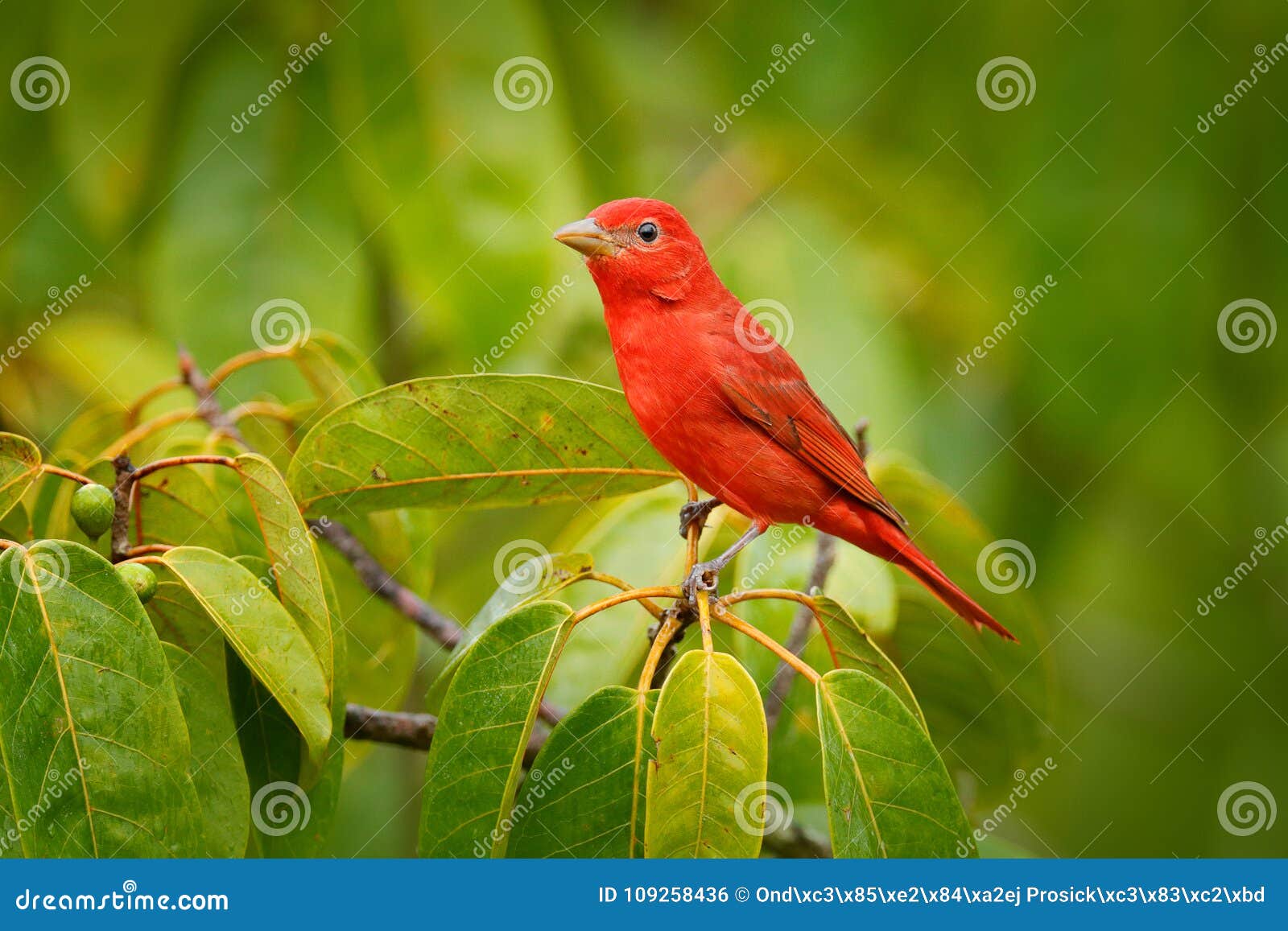 summer tanager, piranga rubra, red bird in the nature habitat. tanager sitting on the green palm tree. birdwatching in costa rica.