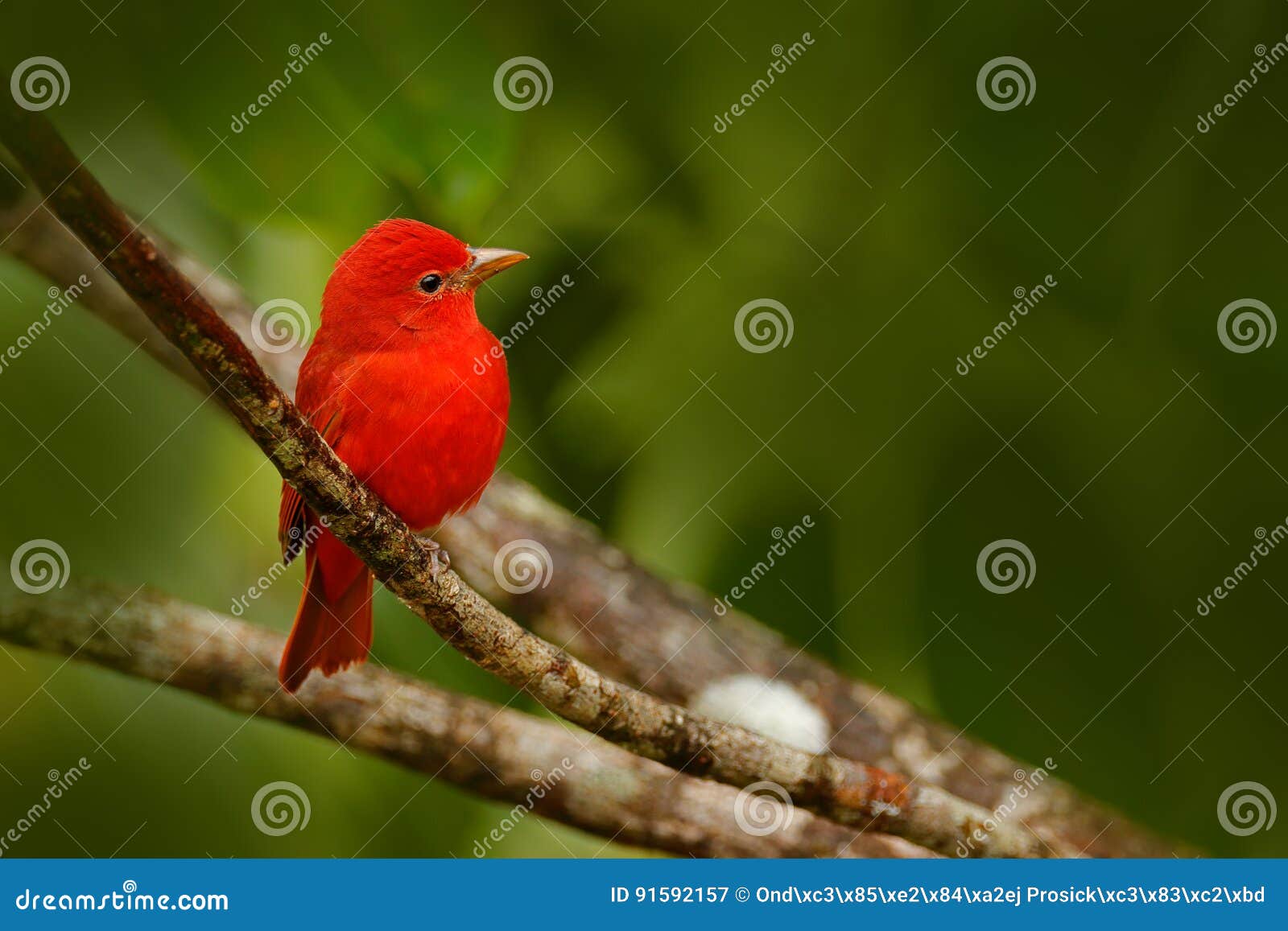 summer tanager, piranga rubra, red bird in the nature habitat. tanager sitting on the green palm tree. birdwatching in costa rica.