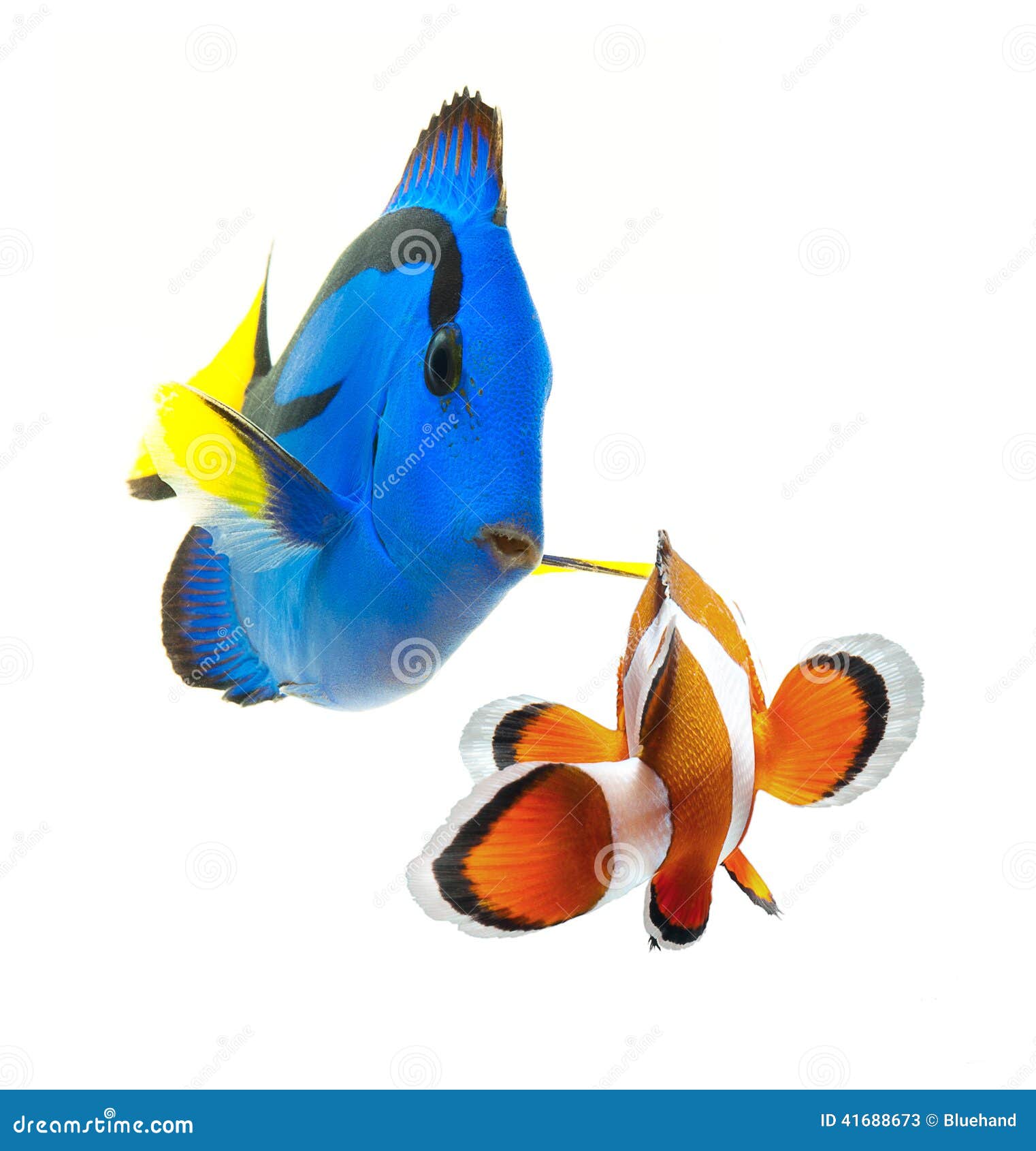 Summer Tropical Reef Fish Collection Isolated on White Background Stock