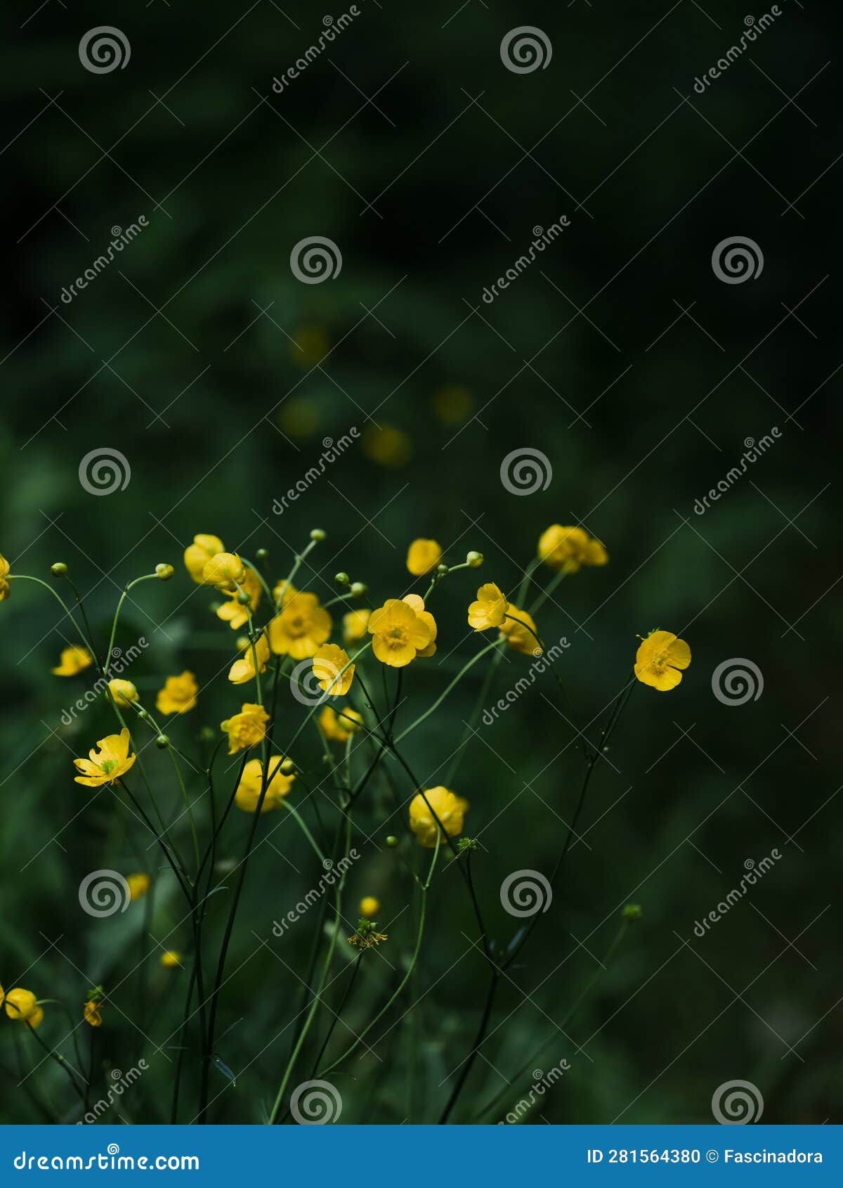 Aesthetic Buttercup Wallpaper Download