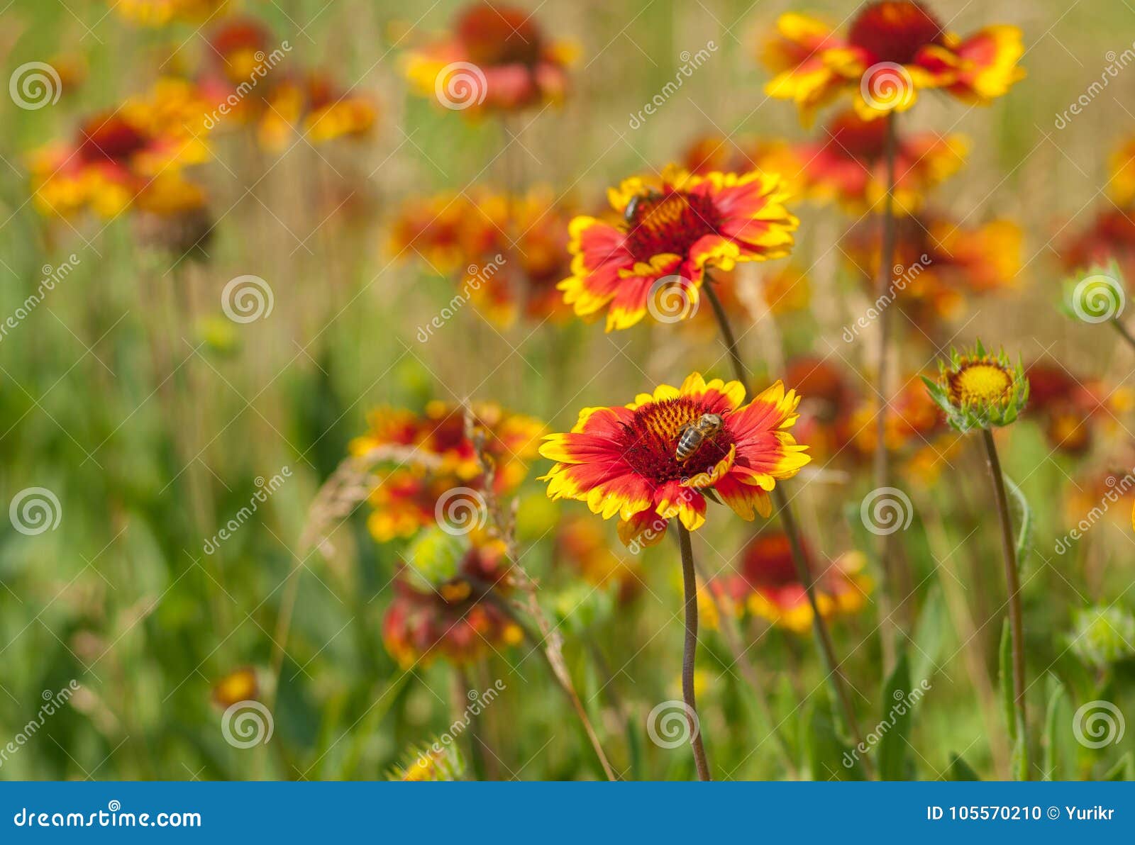 feral flowers wiki feral flowers wiki