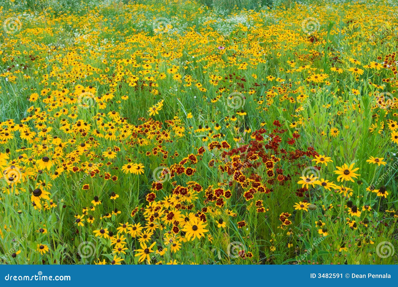 Summer Wildflower Meadow stock image. Image of michigan 3482591