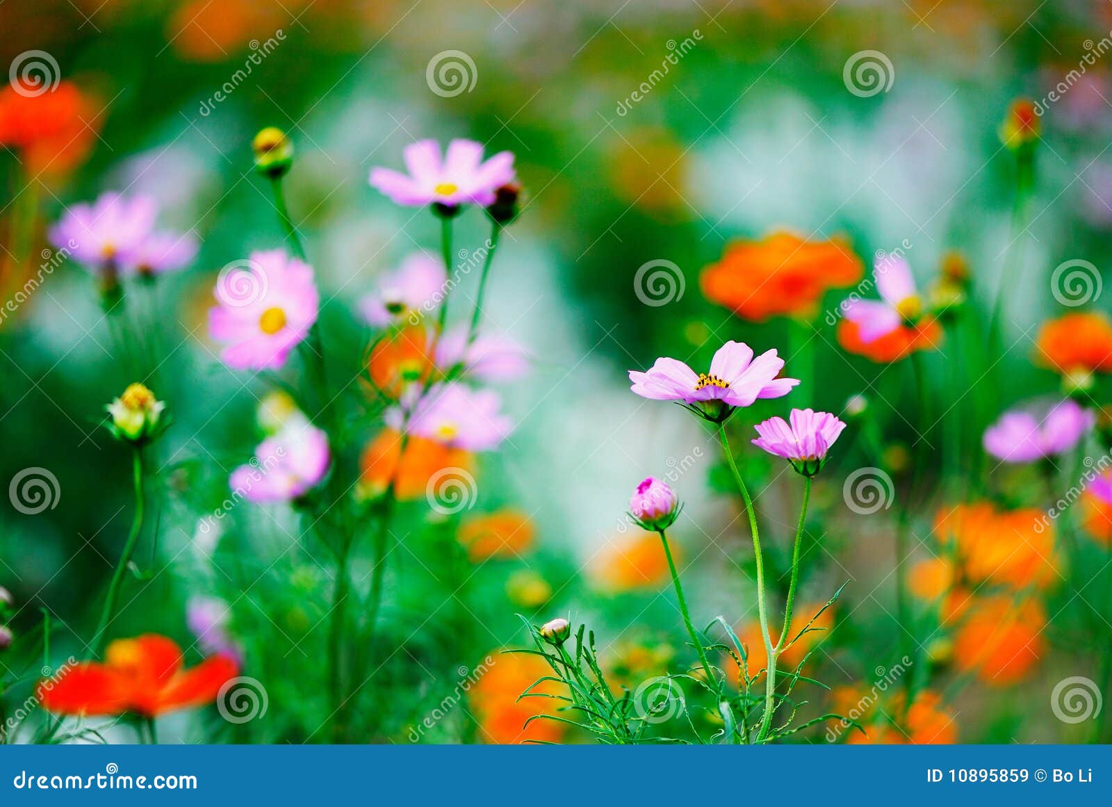 summer wildflowers