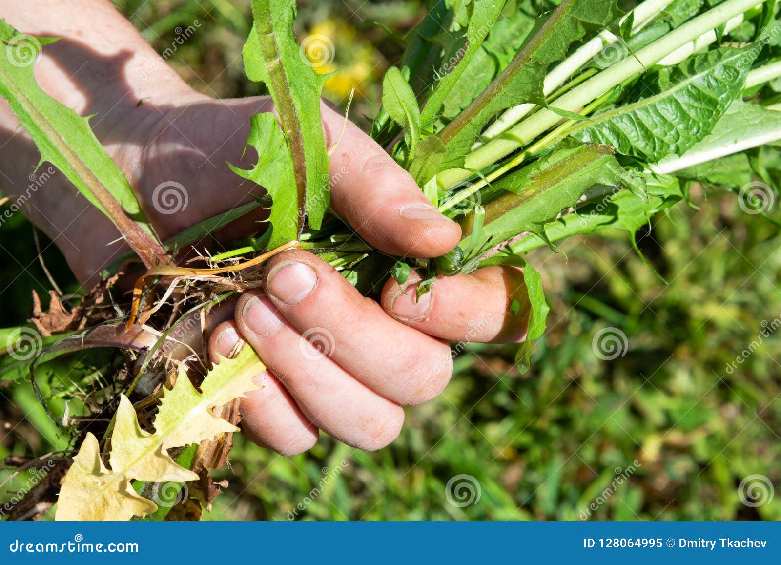 summer works in the garden. weeding weeds