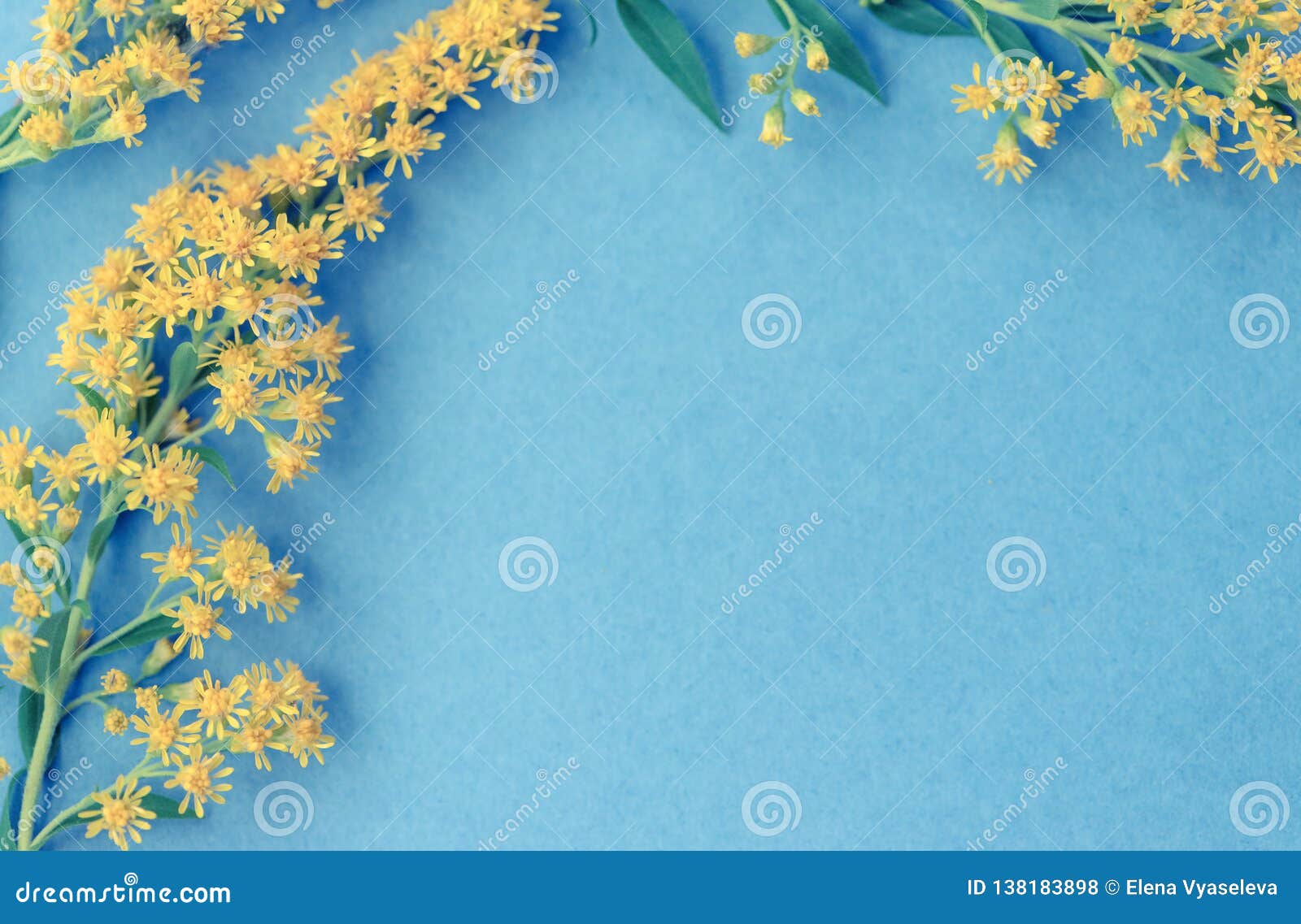 summer yellow wild flowers on blue background. springtime floral